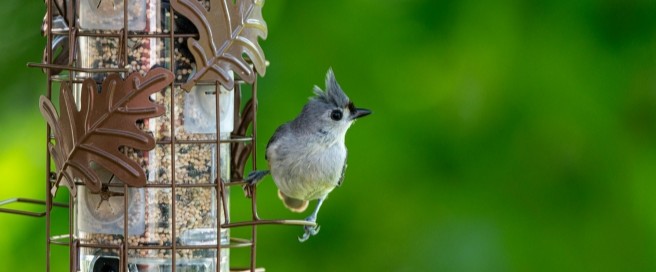 Backyard Bird Feeding image